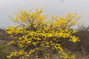 Árboles de guayacanes